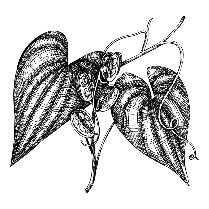 Wild yam. Adaptogenic plant botanical sketch. Hand-sketched wild yam illustration. Great for traditional medicine, cosmetology, Ayurveda, and clinical research design. Natural adaptogen drawing